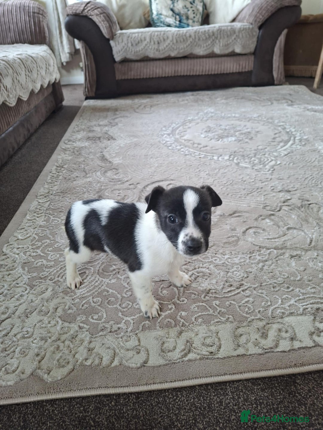 Mixed Breed dogs for sale: Jackahuahua - Image 10