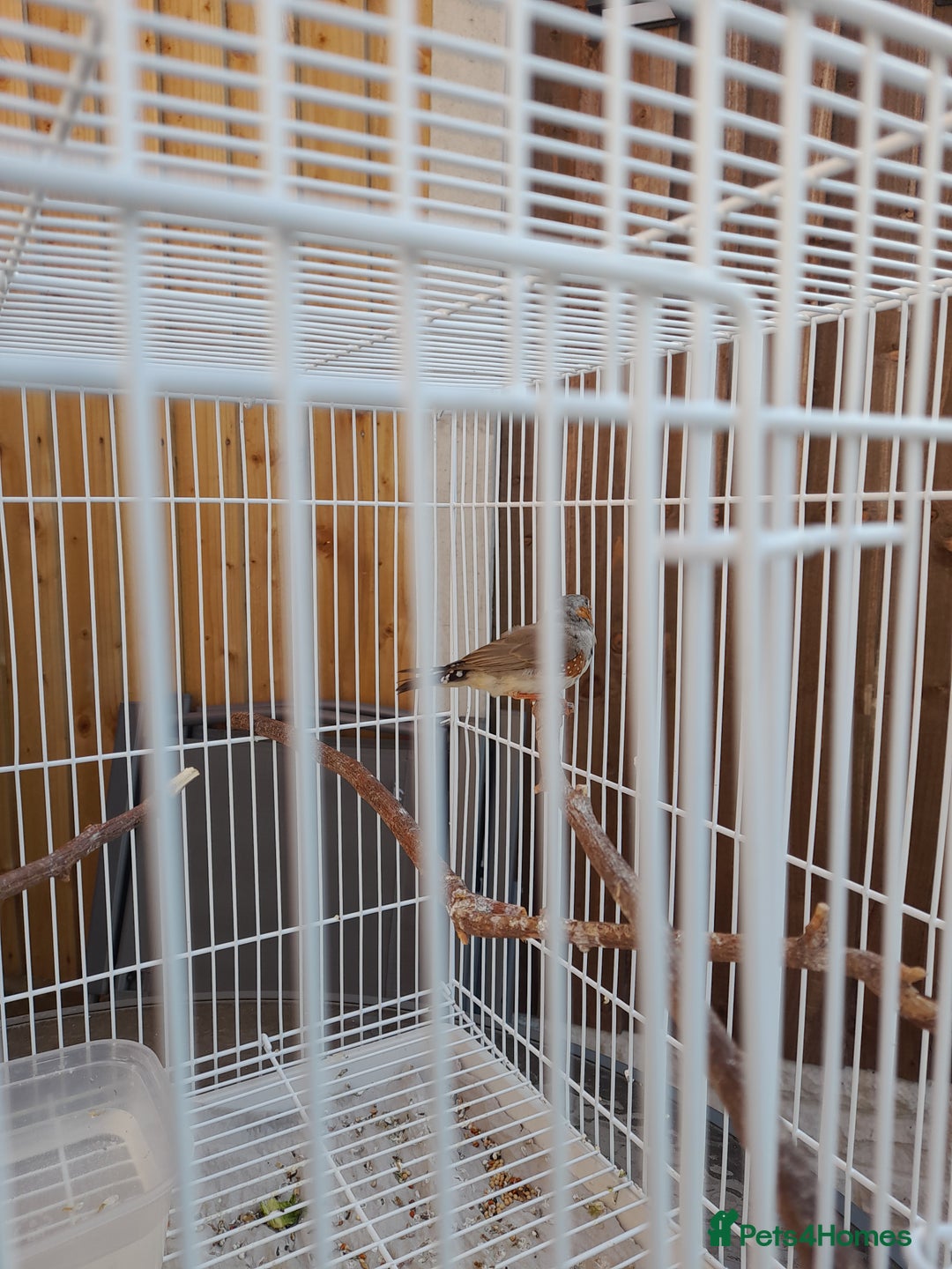 Finches birds for sale: Zebra finches for sale - Image 4