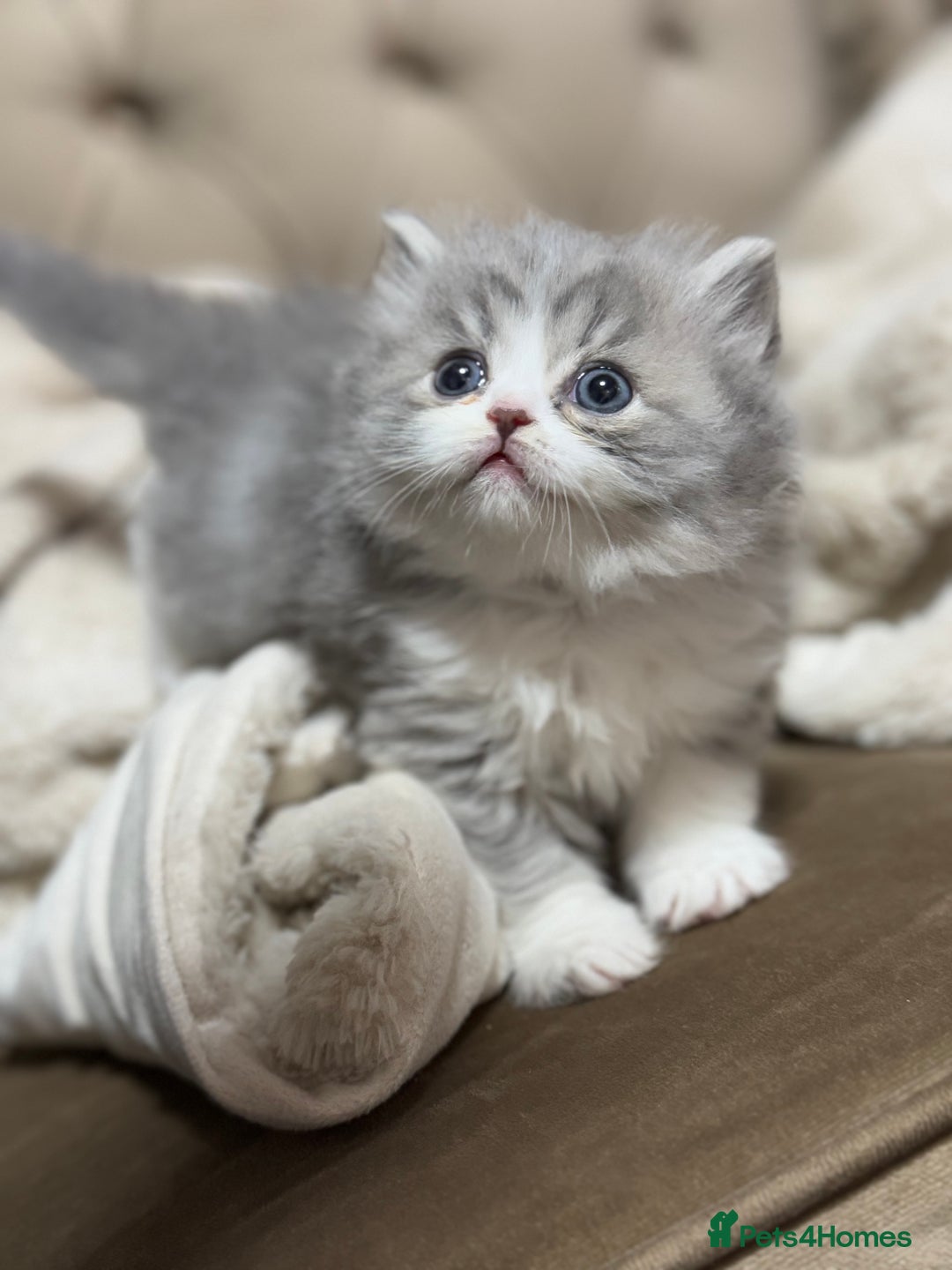 Persian cats for sale: Persian kittens  - Advert 5