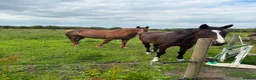 English Thoroughbred horses for sale: 16hh tb mare  - Advert 4
