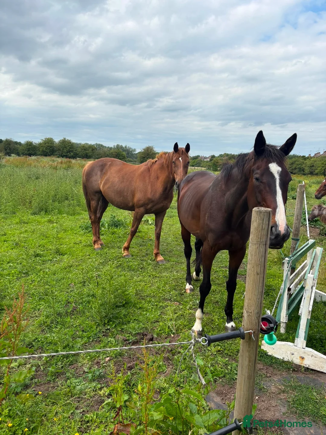 English Thoroughbred horses for sale: 16hh tb mare  - Advert 4