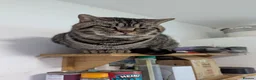 British Shorthair cats for sale: British Shorthair Kittens  - Advert 6
