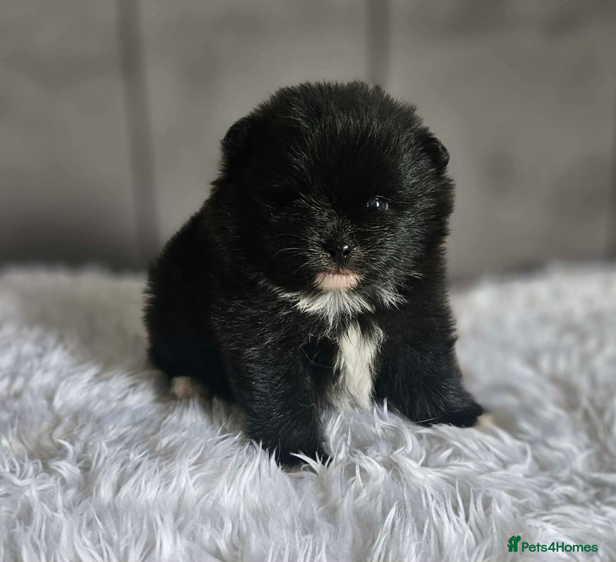 Pomeranian dogs Boy KC POMERANIAN’S AVAILABLE  - Advert 2
