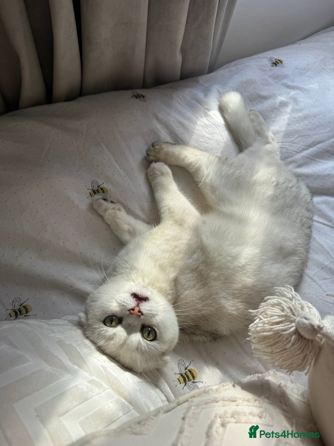Scottish Fold cats for sale: Scottish fold (triple fold) - Image 5