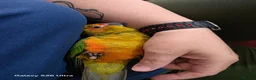 Conures birds for sale: Silly Tame hand reared Male Sun Conure with cage - Advert 7