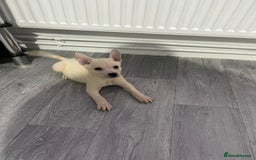 Mixed Breed dogs for sale: 8 beautiful pups  - Image 5