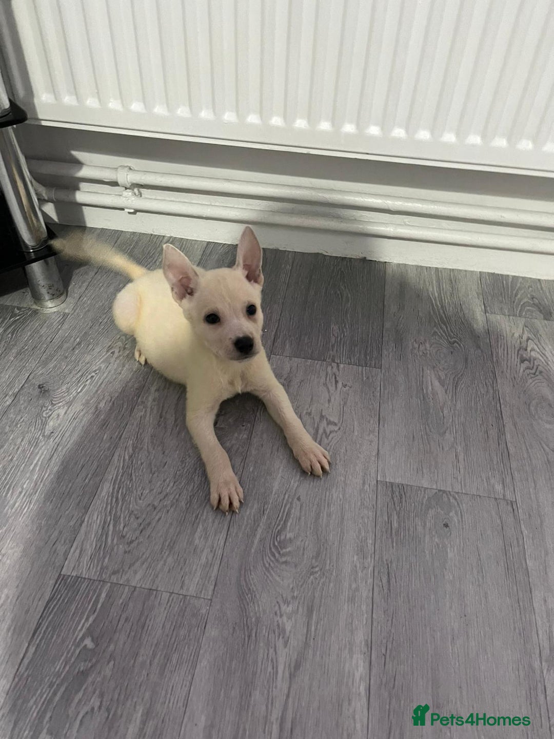 Mixed Breed dogs for sale: 8 beautiful pups  - Image 5