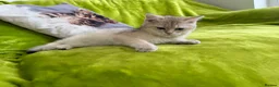 British Longhair cats for sale: Pure Bread British Longhair and Shorthair kittens - Advert 2