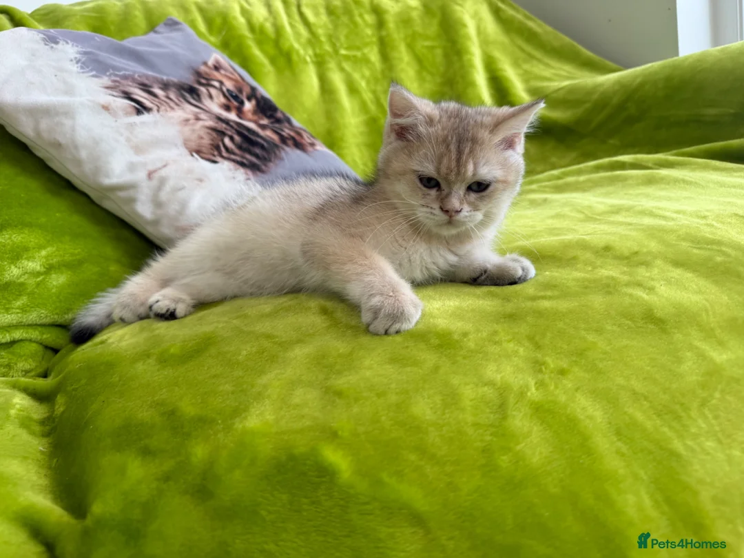 British Longhair cats for sale: Pure Bread British Longhair and Shorthair kittens - Advert 2
