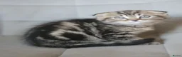 Scottish Fold cats for sale: Beautiful and healthy Scottish fold mixed - Advert 7