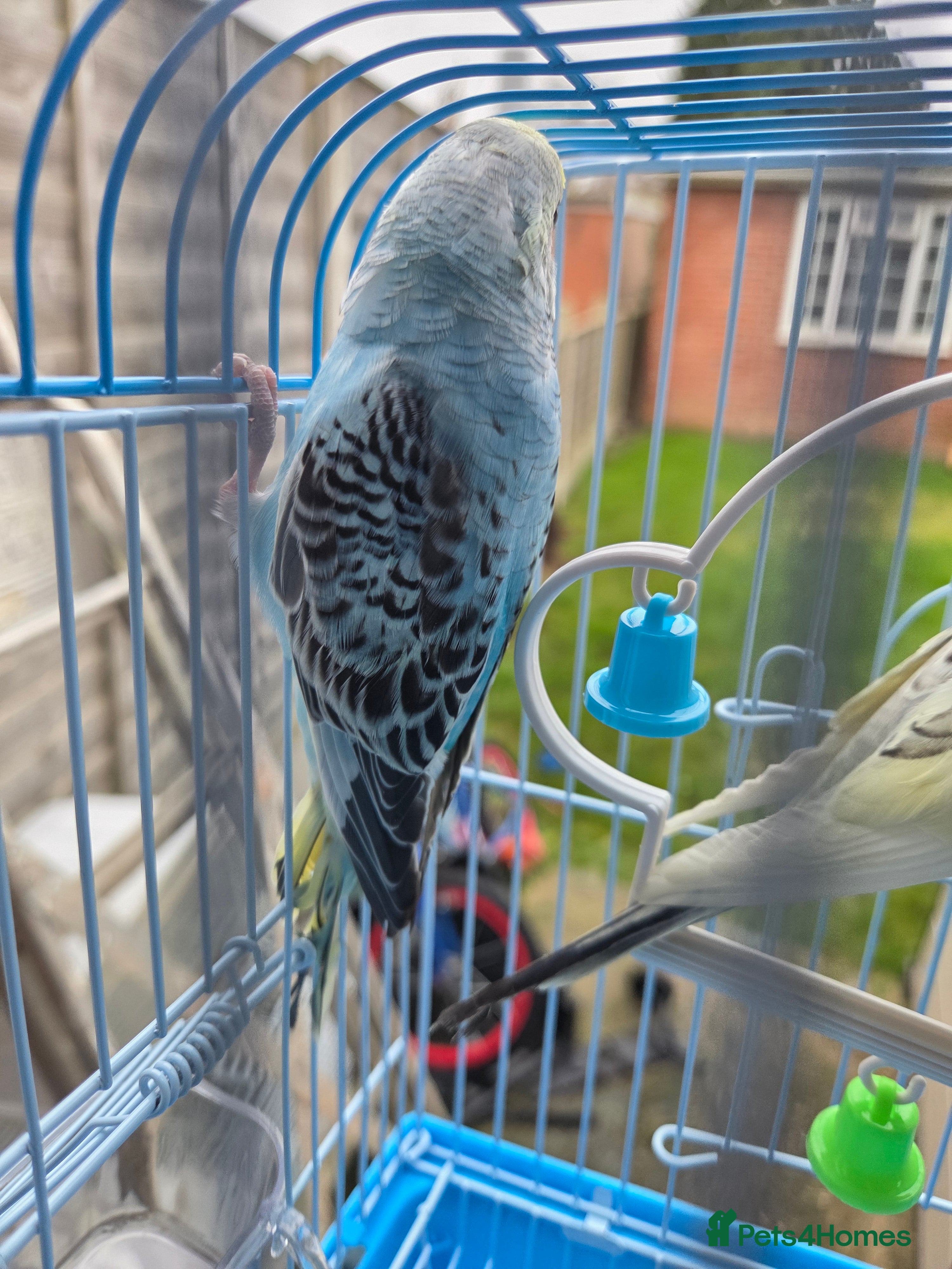 Budgerigars birds  budgies for sale - Advert 1