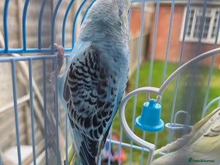 Budgerigars birds budgies for sale - Advert 1