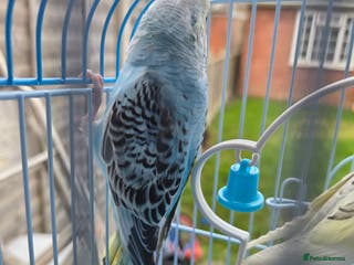 Budgerigars birds budgies for sale - Advert 6