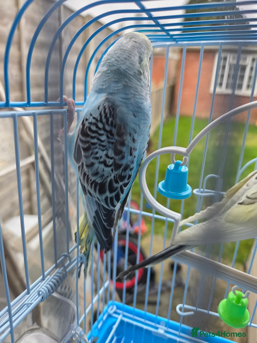Budgerigars birds for sale:  budgies for sale - Advert 1