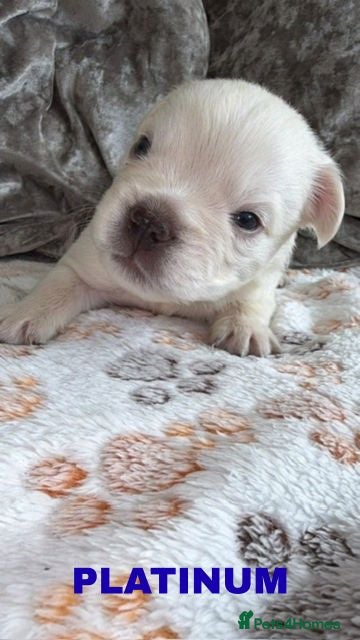 French Bulldog dogs Beautiful KC Reg Frenchie pups | Fluffy & Pink TBC - Advert 11