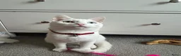 Turkish Angora cats for sale: Beautiful White Cat, Bowie.  in Glasgow - Advert 2