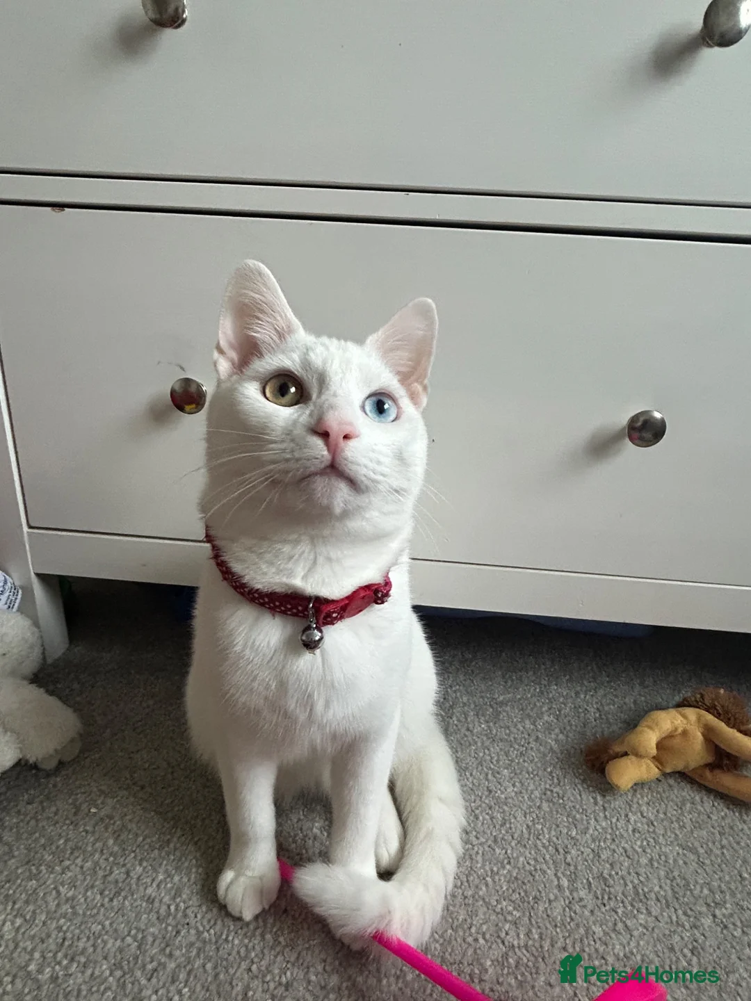 Turkish Angora cats for sale: Beautiful White Cat, Bowie.  in Glasgow - Advert 2