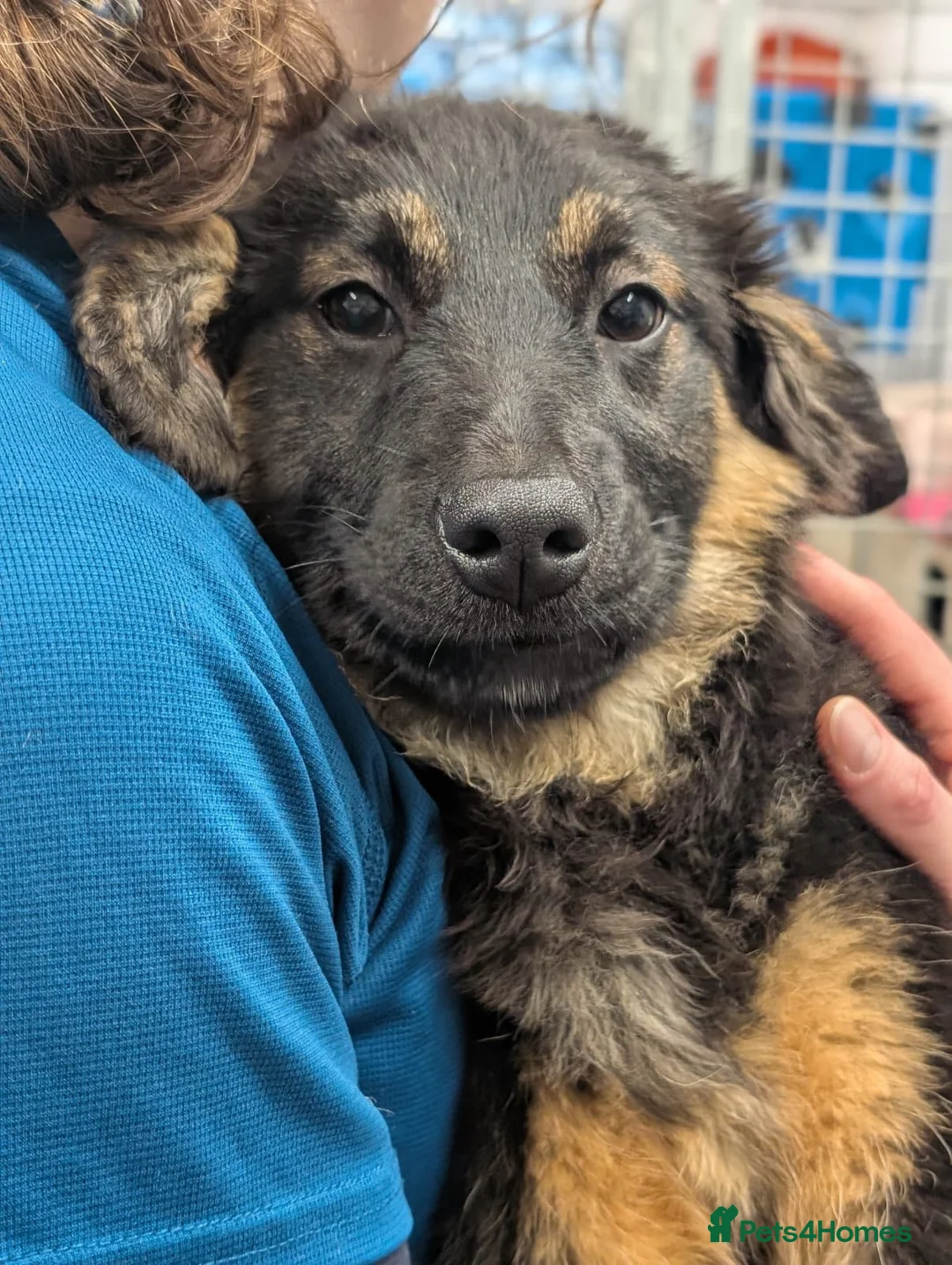 Mixed Breed dogs for adoption: Poppy - In Aye Looking for a home  - Advert 3