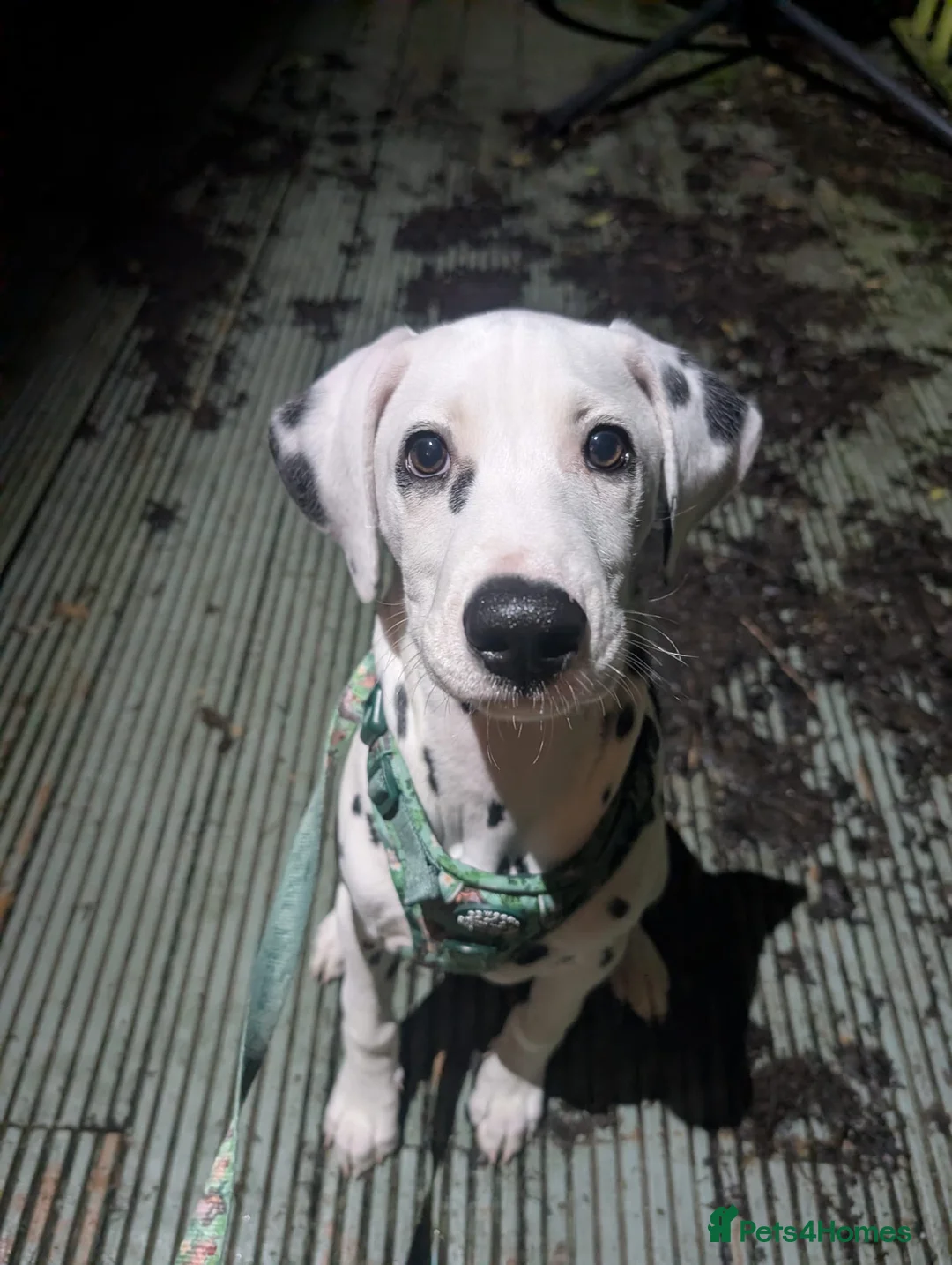 Dalmatian dogs for sale: Nearly 4 month old male Dalmatian  - Advert 7