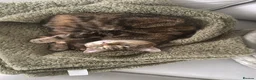 Domestic Shorthair cats for sale: Domestic shorthair - Advert 6
