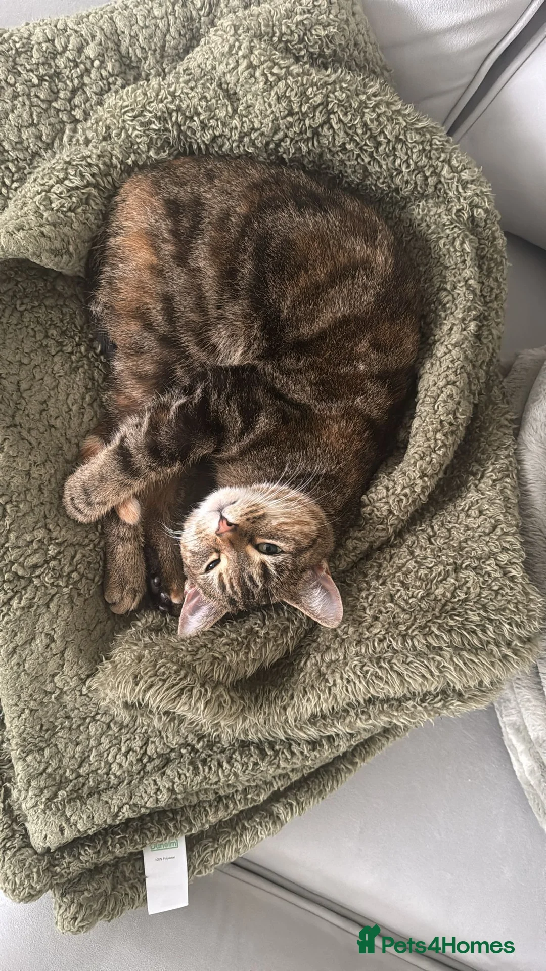 Domestic Shorthair cats for sale: Domestic shorthair - Advert 6