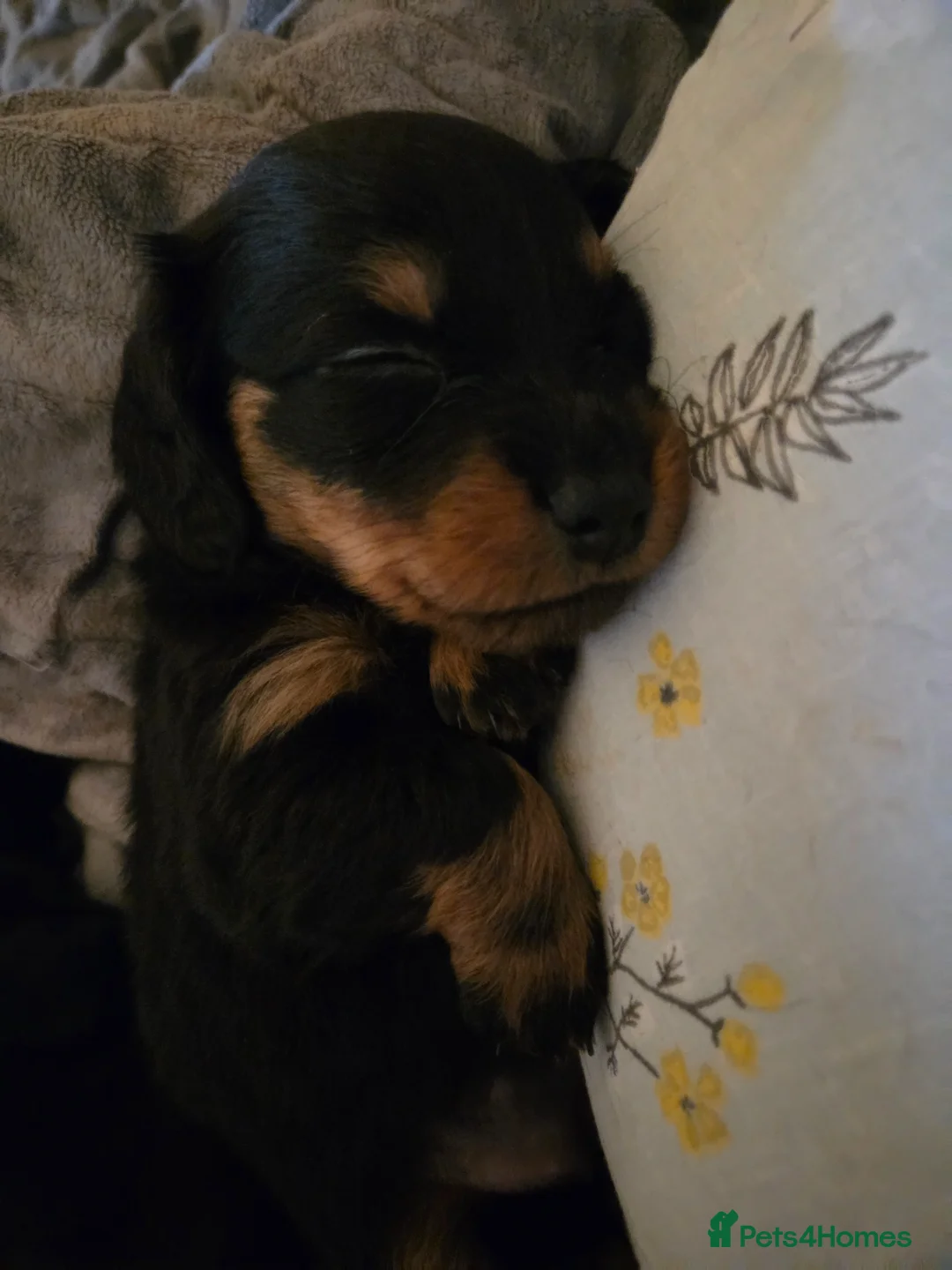 Miniature Dachshund dogs for sale: Miniature Dachshunds - Advert 2