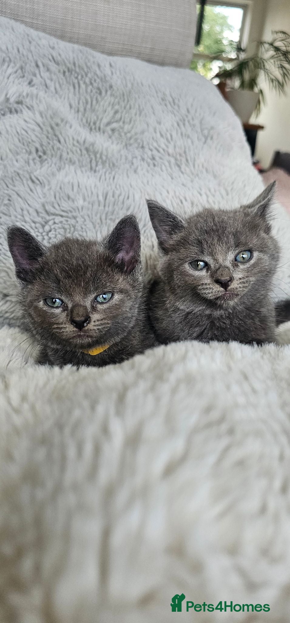 Russian Blue cats Grey kittens Russian Blue crossed  - Advert 2