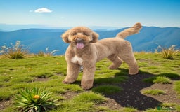 Standard Poodle dogs for stud: Wallace kc reg standard red poodle  in Market Drayton - Image 2