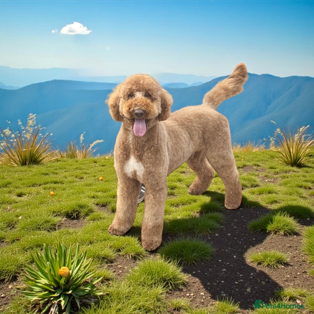 Standard Poodle dogs for stud: Wallace kc reg standard red poodle  in Market Drayton - Image 2