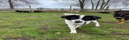 Mixed Breed dogs for adoption: Lilly -Milton Keynes  in Milton Keynes - Advert 27