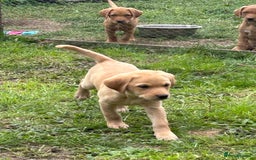Labrador Retriever dogs for sale: Ready to go! KC reg Labradors (yellow/Foxred) - Image 28