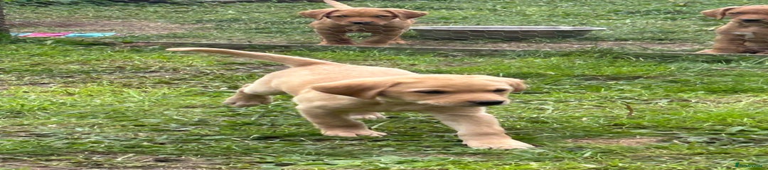 Yellow collar boy (Yan)