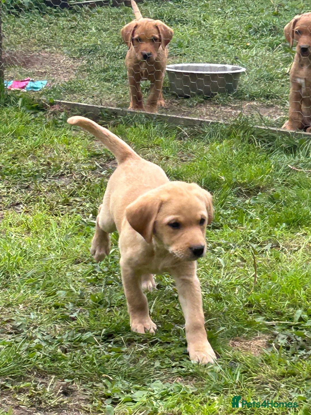 Labrador Retriever dogs for sale: Ready to go! KC reg Labradors (yellow/Foxred) - Image 28