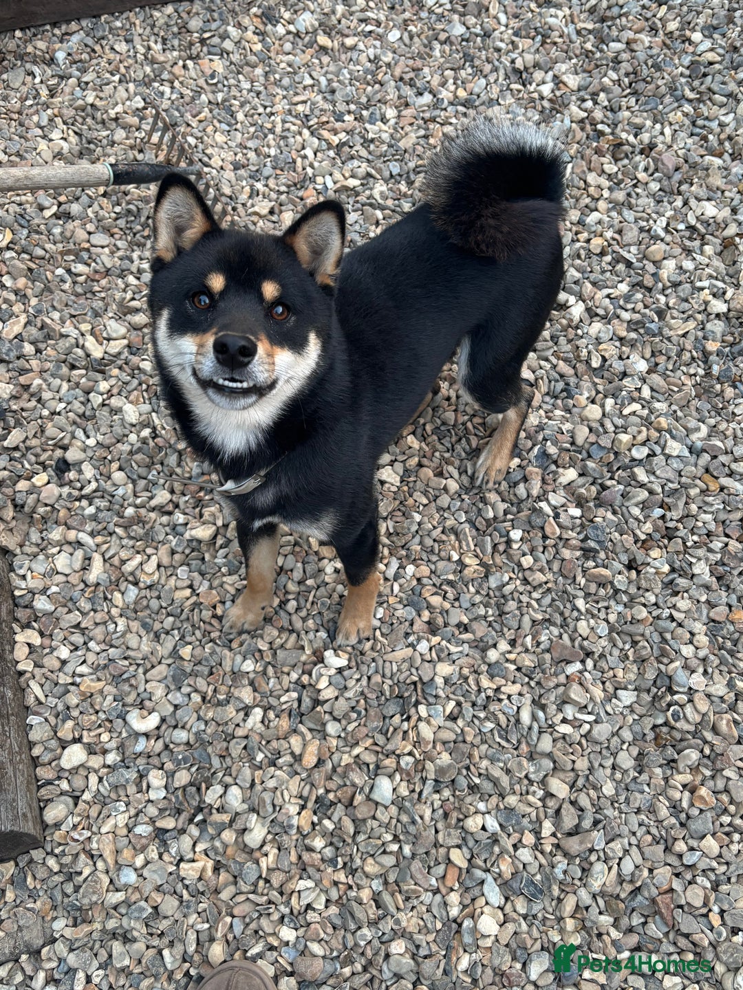 Japanese Shiba Inu dogs for stud: Champion Japanese Line Shiba Inu For Stud - Image 7