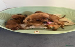 Cavalier King Charles Spaniel dogs for sale: Kc registered Ruby red King Charles spaniels - Image 13
