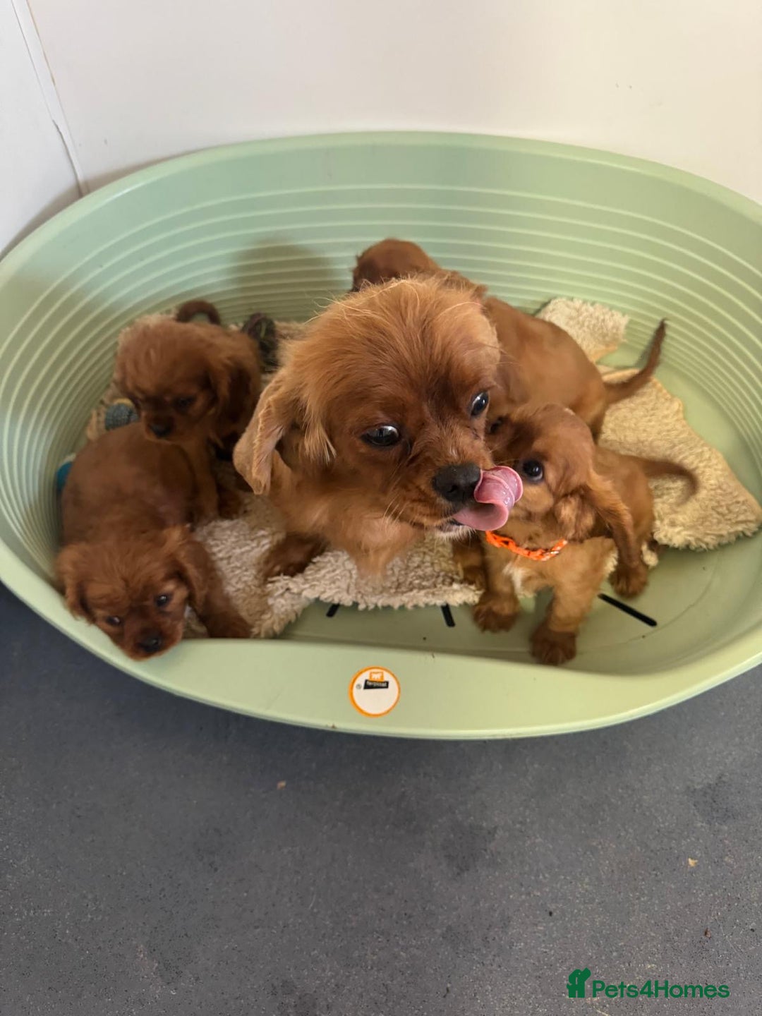 Cavalier King Charles Spaniel dogs for sale: Kc registered Ruby red King Charles spaniels - Image 13