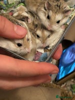Hamster rodents Roborovski hamster pups from show winning parents - Advert 4