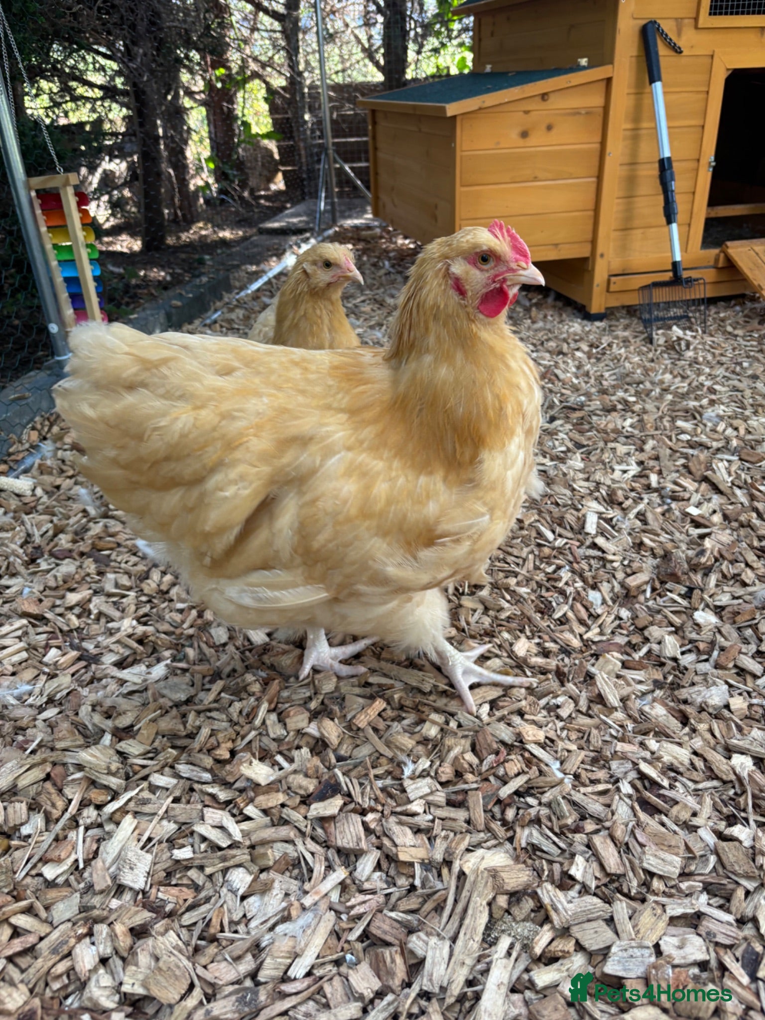 Chickens poultry Buff Orpington cockerel  - Advert 1