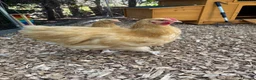 Chickens poultry for sale: Buff Orpington cockerel  in Darlington - Advert 1