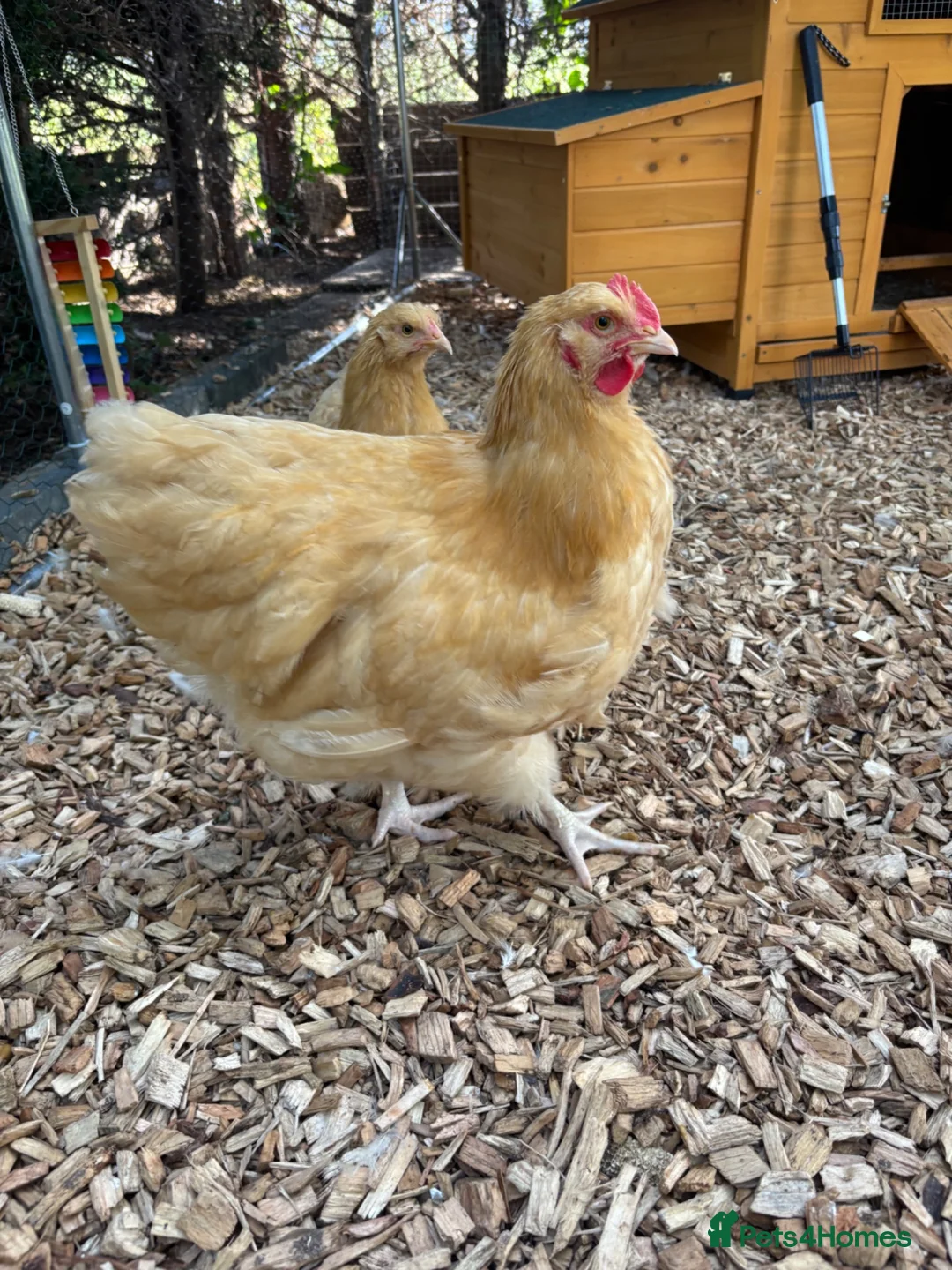 Chickens poultry for sale: Buff Orpington cockerel  in Darlington - Advert 1