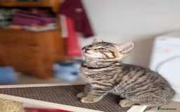 Mixed Breed cats for sale: Beautiful kittens - Image 6