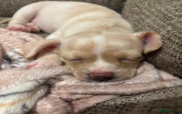 Chiweenie dogs for sale: chiweenie - Image 6