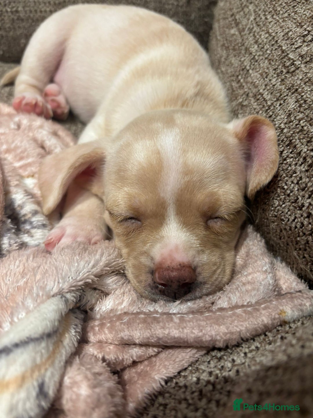 Chiweenie dogs for sale: chiweenie - Image 6