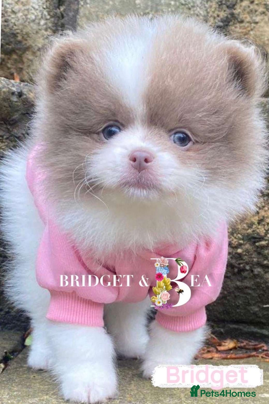 Pomeranian dogs for sale: Everest - Advert 12