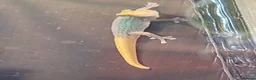 Mixed Breed reptiles for sale: Takydromus, strophurus, sphaerodactylus ect - Advert 8
