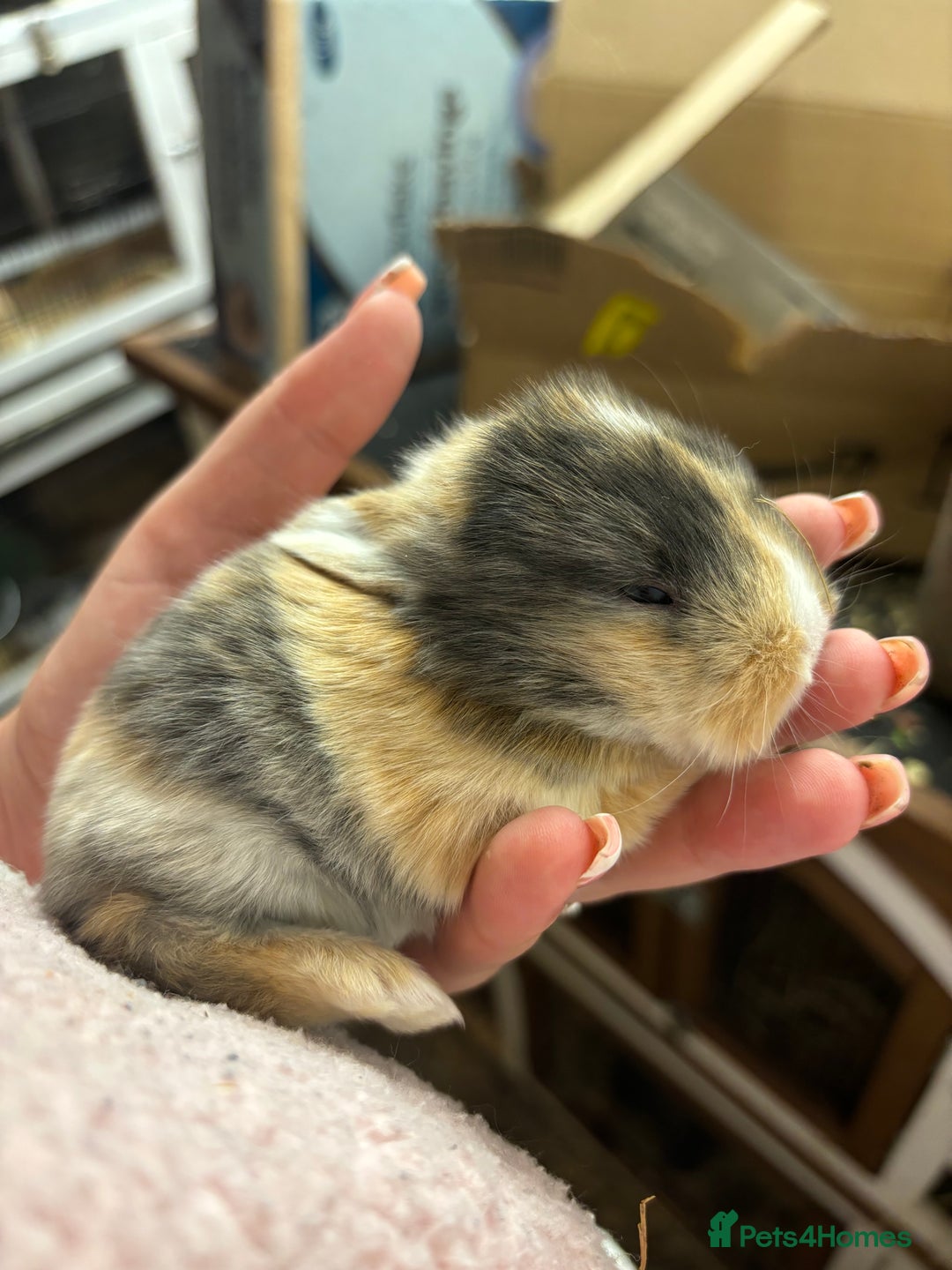 Mixed Breed rabbits for sale: Mini Lop Babies available now & 2 week old babies - Image 8