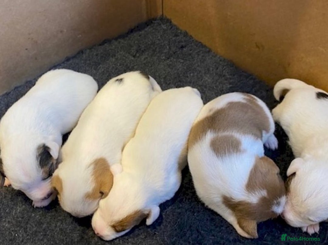 Parson Russell dogs for sale: Litter of Parson Russell Terrier Puppies for Sale - Advert 2