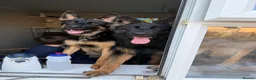 German Shepherd dogs for sale: 2 young beautiful German shepherd pups  - Advert 8