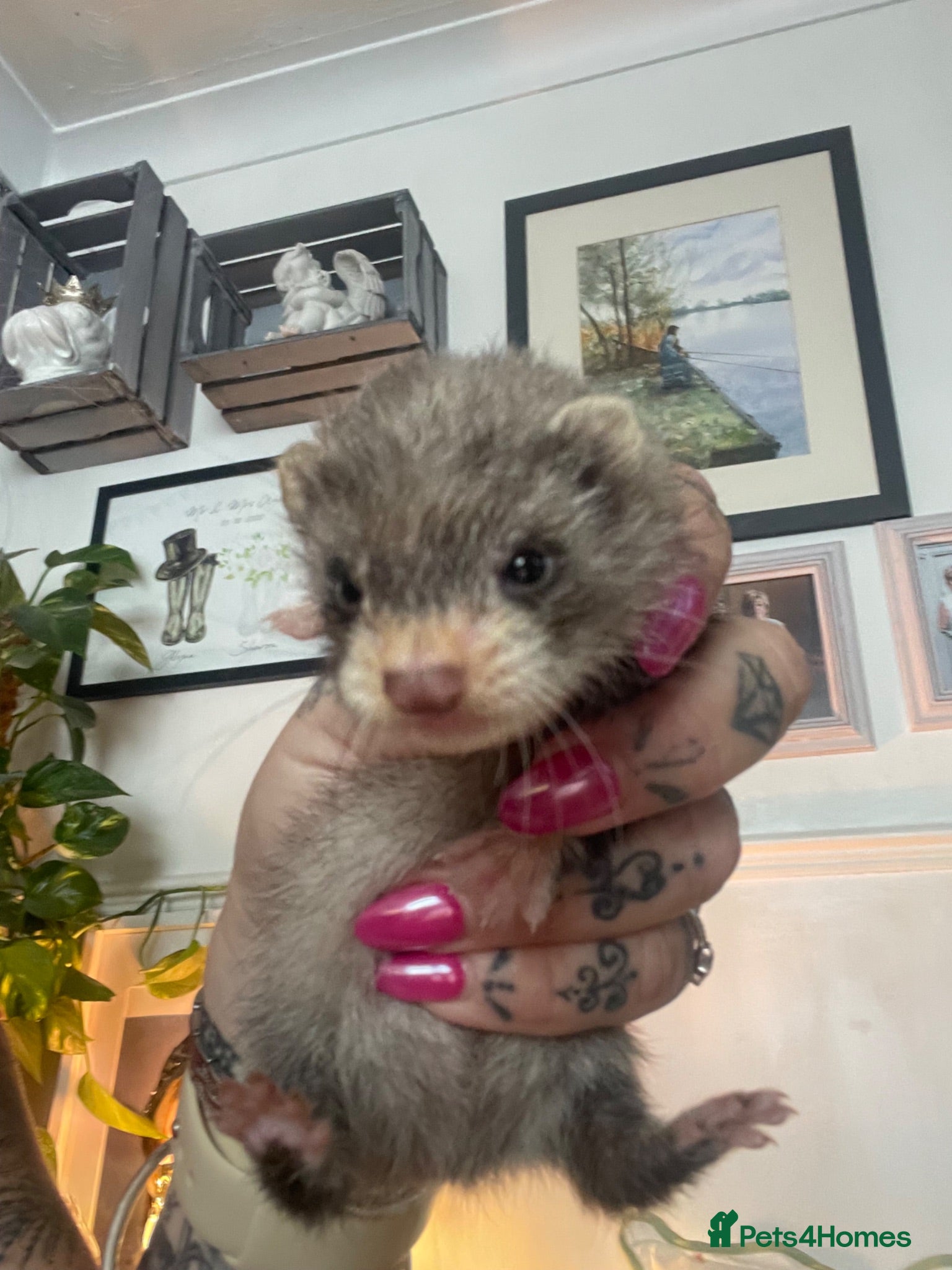 Ferret rodents Micro cross - Advert 5