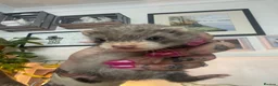 Ferret rodents for sale: Micro cross in Street - Advert 1